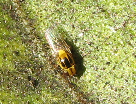 Piccolissima mosca gialla e nera
